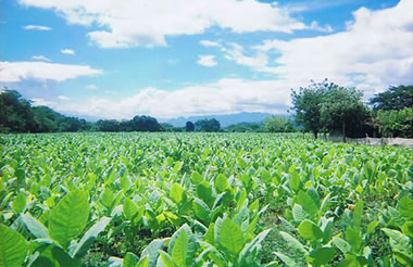 Cigars & Tobacco Products in Delaware